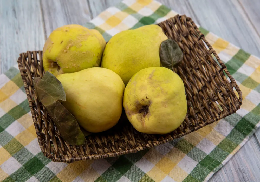 جوافة جوافه زراعة مصر