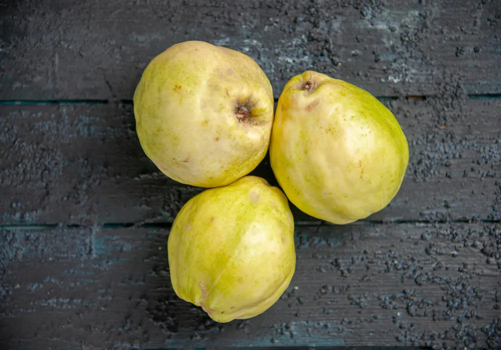 جوافة جوافه زراعة مصر