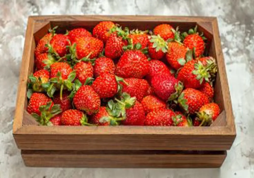 فراولة فراوله زراعة مصر