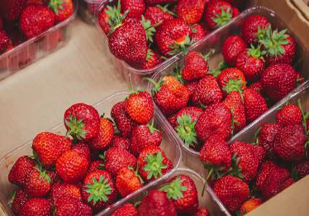 فراولة فراوله زراعة مصر