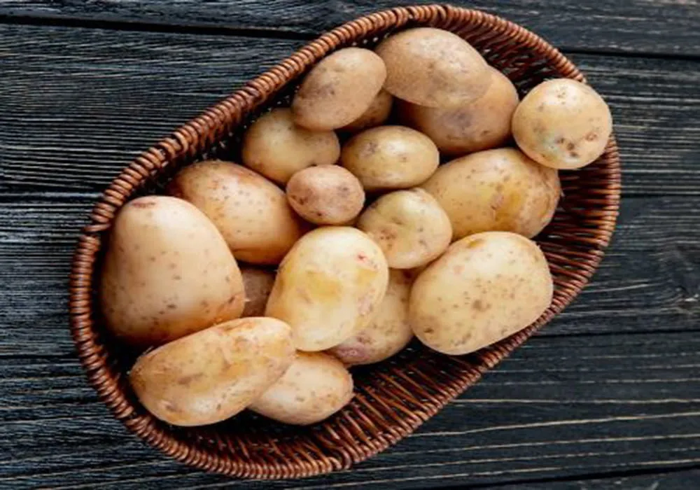 البطاطس زراعة مصر