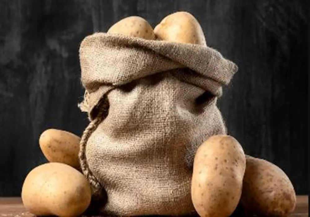 البطاطس زراعة مصر